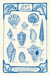 Seashells of Florida