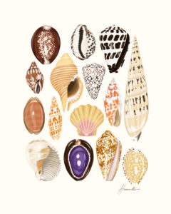 seashells 4.5. ratio